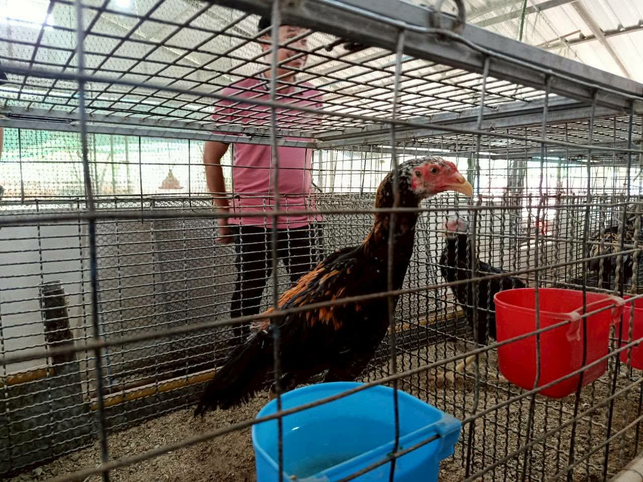 รูปที่ 2