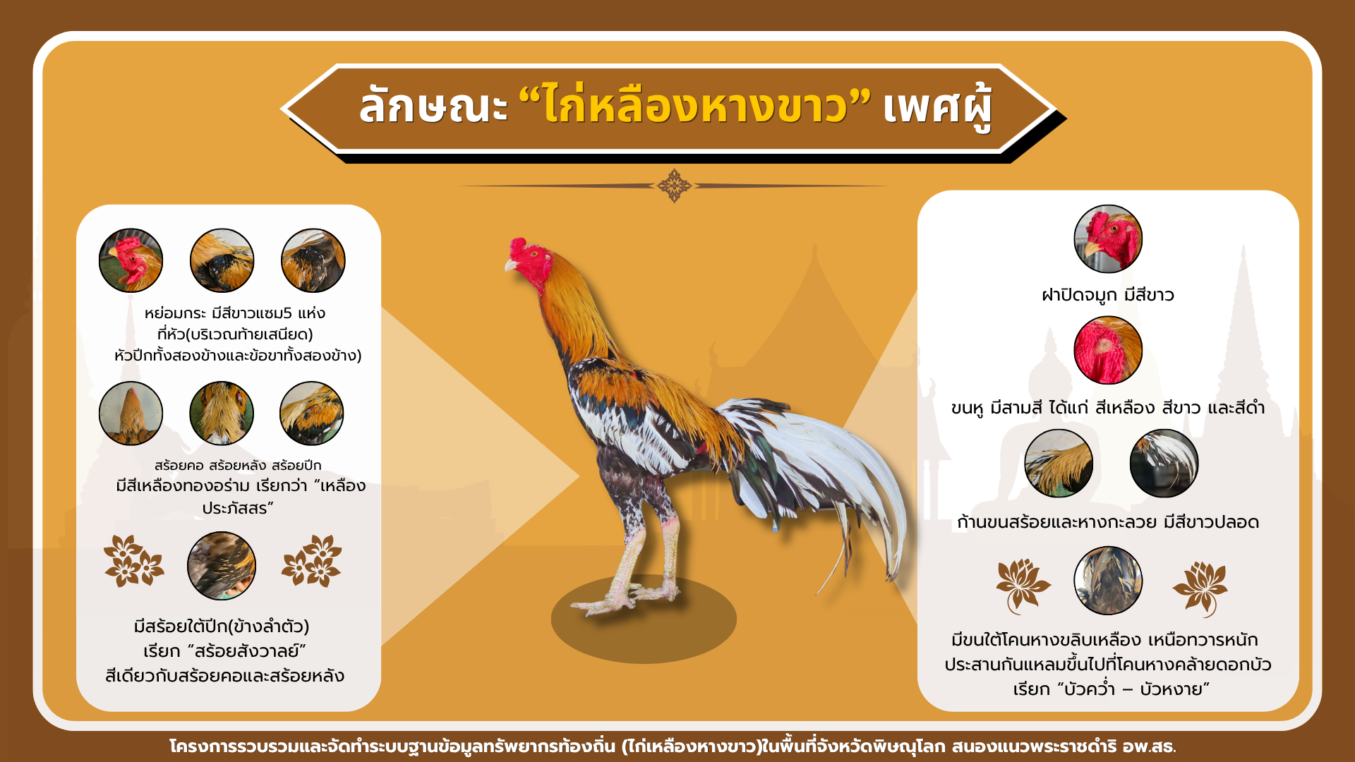 ลักษณะไก่เหลืองหางขาว 5 พระองค์