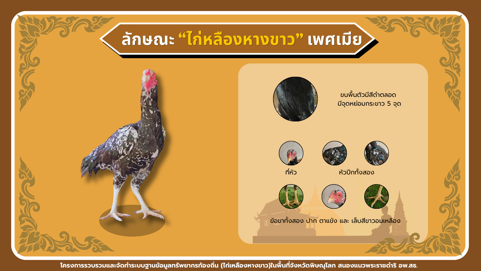 ลักษณะไก่เหลืองหางขาวเพศเมีย